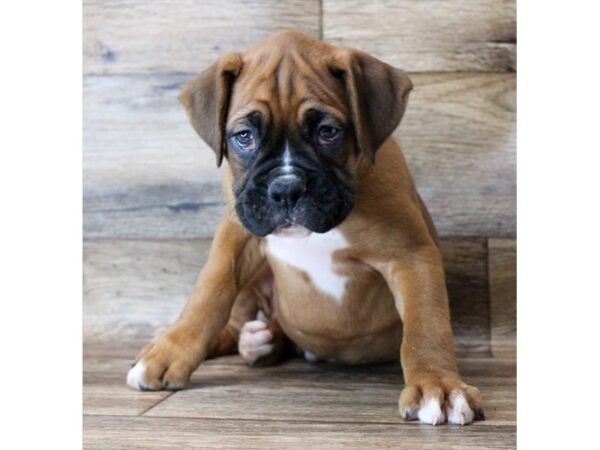 Boxer-DOG-Male-Fawn-18256-Petland Topeka, Kansas