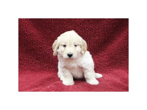 Goldendoodle Mini DOG Male Golden 18262 Petland Topeka, Kansas