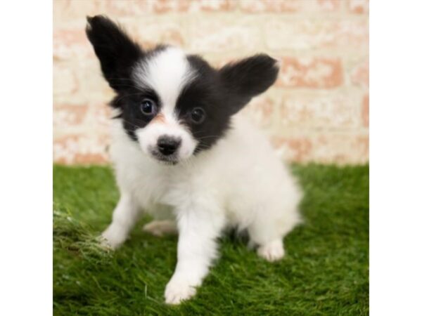 Papillon DOG Female Black / White 18265 Petland Topeka, Kansas