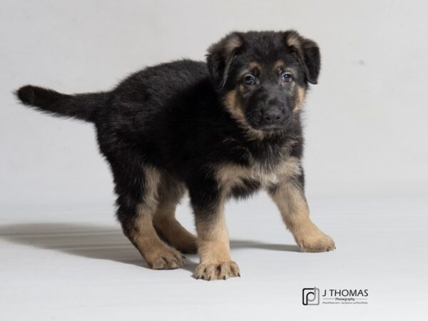 German Shepherd Dog DOG Male Black / Tan 18271 Petland Topeka, Kansas