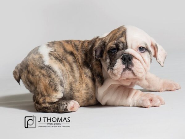 Bulldog DOG Female Fawn Brindle / White 18270 Petland Topeka, Kansas