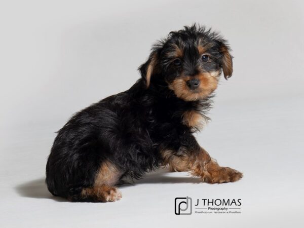 Yorkshire Terrier DOG Male Black / Tan 18269 Petland Topeka, Kansas