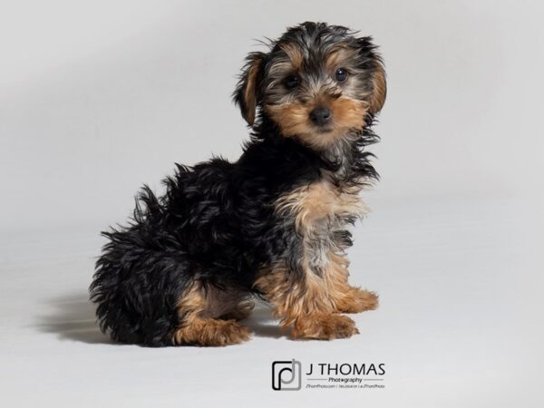 Yorkshire Terrier DOG Female Black / Tan 18268 Petland Topeka, Kansas