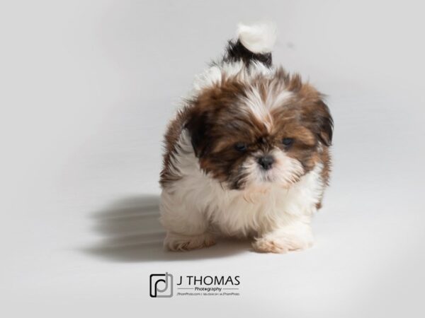 Shih Tzu-DOG-Male-Brindle / White-18267-Petland Topeka, Kansas