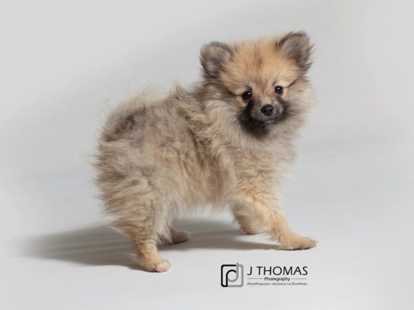 Pomeranian DOG Female Cream Sable 18266 Petland Topeka, Kansas