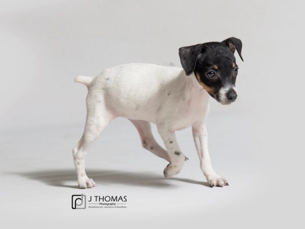 Jack Russel Terrier DOG Female 18264 Petland Topeka, Kansas