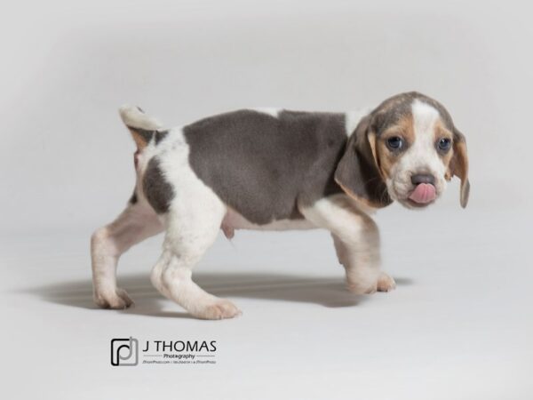 Beagle-DOG-Male--18261-Petland Topeka, Kansas