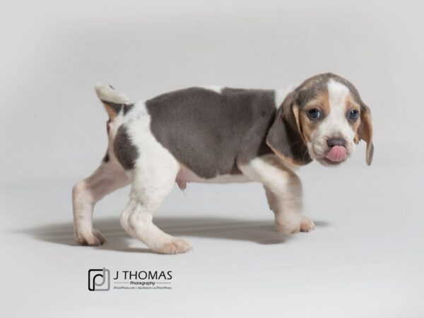 Beagle DOG Male 18261 Petland Topeka, Kansas