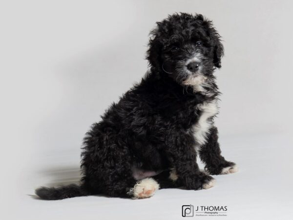 Bernedoodle DOG Male 18260 Petland Topeka, Kansas