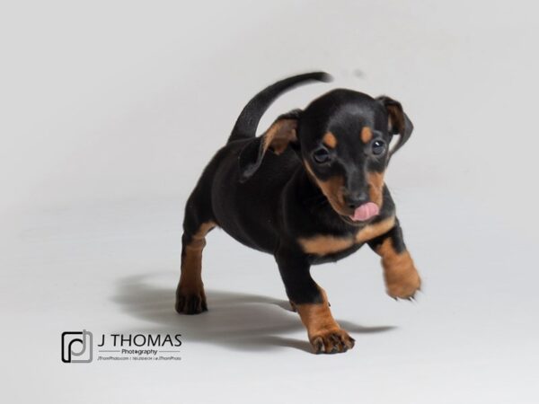 Dachshund DOG Female Black / Tan 18257 Petland Topeka, Kansas