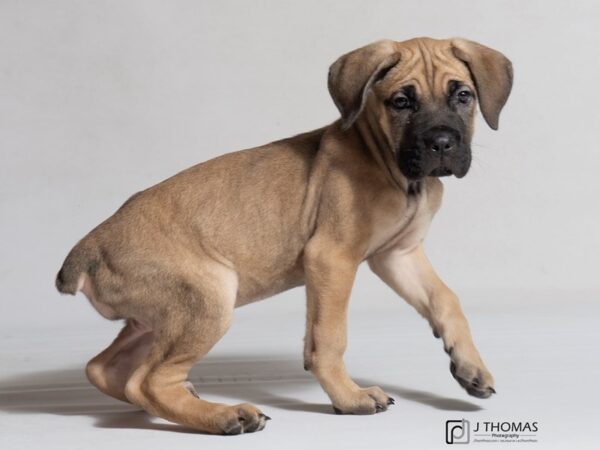 Cane Corso DOG Female Fawn 18251 Petland Topeka, Kansas