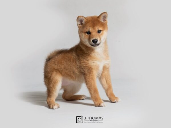 Shiba Inu-DOG-Female-Red-18249-Petland Topeka, Kansas