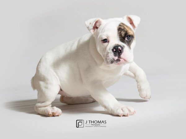 English Bulldog DOG Female 18246 Petland Topeka, Kansas