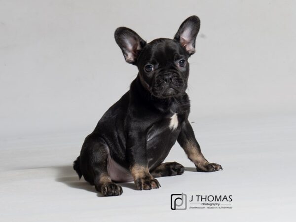 French Bulldog-DOG-Female-Black-18245-Petland Topeka, Kansas