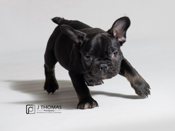 French Bulldog-DOG-Male-Black-18243-Petland Topeka, Kansas