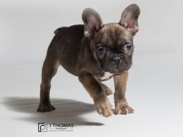 French Bulldog-DOG-Male-Sable-18242-Petland Topeka, Kansas