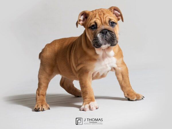 Bulldog DOG Female Red 18236 Petland Topeka, Kansas