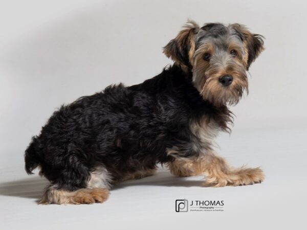 Yorkshire Terrier DOG Male Black / Tan 17986 Petland Topeka, Kansas