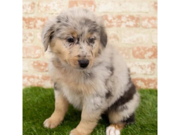 Australian Shepherd DOG Female Blue Merle 18276 Petland Topeka, Kansas