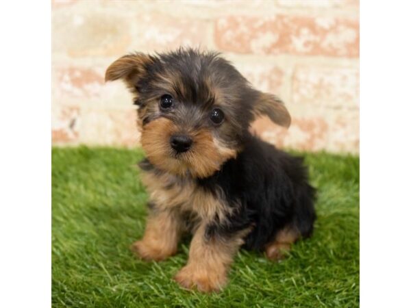 Yorkshire Terrier DOG Female Black / Tan 18282 Petland Topeka, Kansas