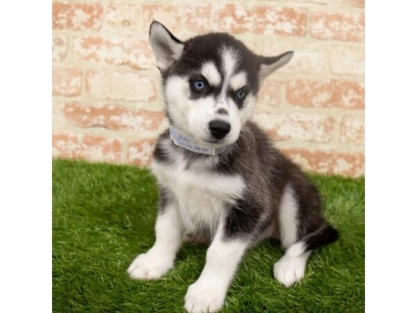 Siberian Husky-DOG-Female-Black / White-18281-Petland Topeka, Kansas