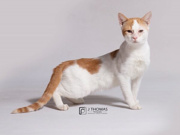 Domestic Shorthair CAT Male White & Red Patch Tabby 18287 Petland Topeka, Kansas