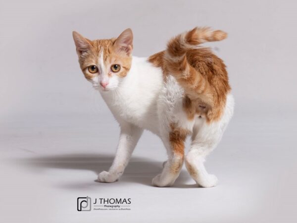 Domestic Shorthair-CAT-Female-White & Red Patch Tabby-18286-Petland Topeka, Kansas