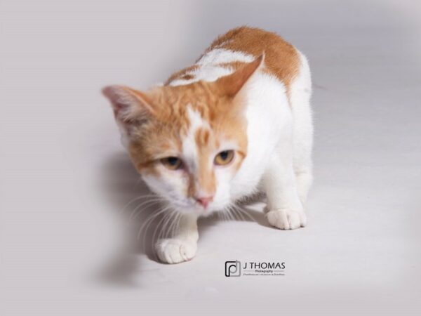 Domestic Shorthair-CAT-Female-White & Red Patch Tabby-18285-Petland Topeka, Kansas