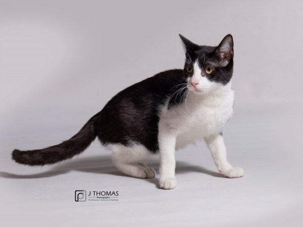 Domestic Short Hair-CAT-Female-Black & White Tuxedo-18284-Petland Topeka, Kansas