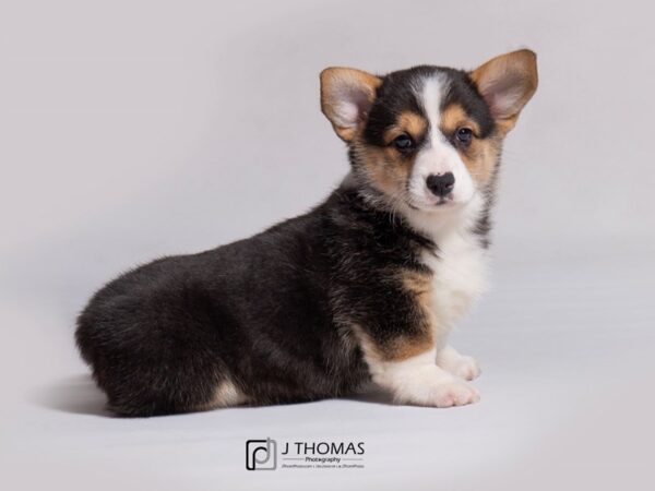 Pembroke Welsh Corgi DOG Female Black White / Tan 18283 Petland Topeka, Kansas