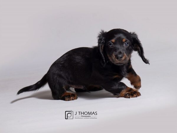 Dachshund DOG Male Black / Tan 18279 Petland Topeka, Kansas