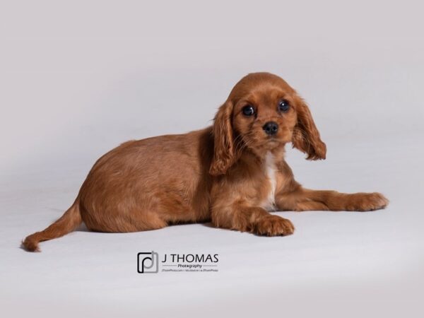 Cavalier King Charles Spaniel DOG Female Ruby 18278 Petland Topeka, Kansas