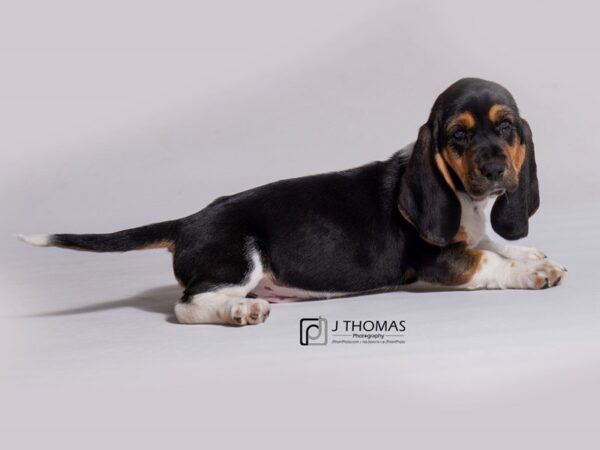 Basset Hound DOG Female Black White / Tan 18277 Petland Topeka, Kansas