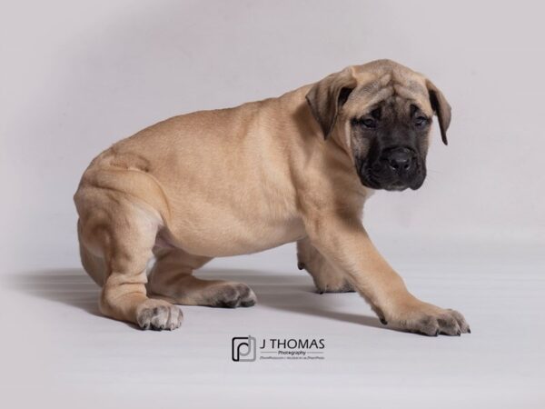 English Mastiff-DOG-Female-Fawn-18275-Petland Topeka, Kansas