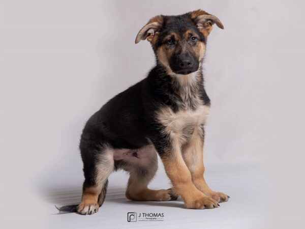 German Shepherd Dog-DOG-Male-Black / Tan-18273-Petland Topeka, Kansas