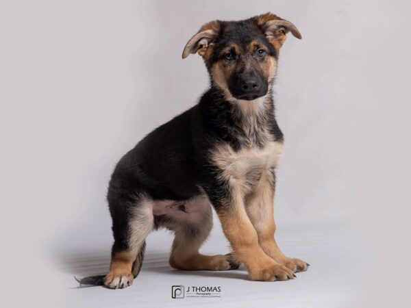 German Shepherd Dog DOG Male Black / Tan 18273 Petland Topeka, Kansas