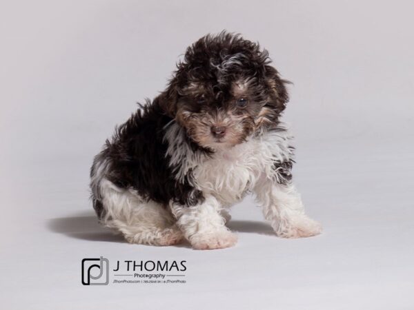 Poodle-DOG-Female-Brown / Tan-18280-Petland Topeka, Kansas