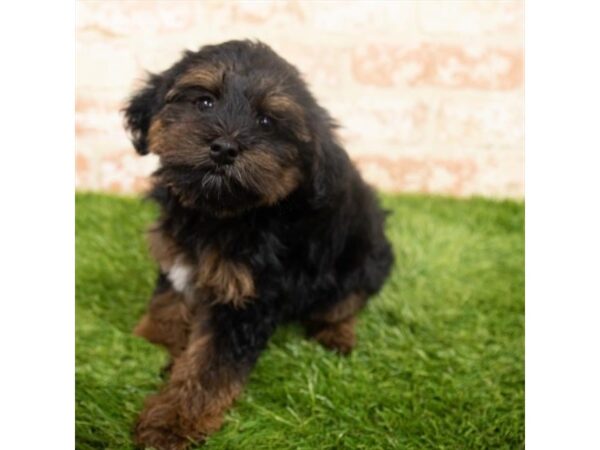 Morkie DOG Male Black / Tan 18297 Petland Topeka, Kansas