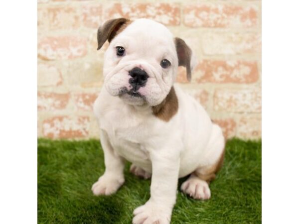 Bulldog DOG Female Red 18299 Petland Topeka, Kansas