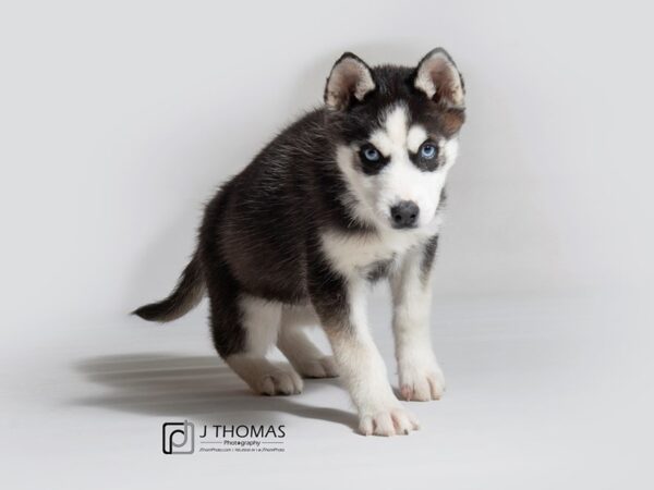 Siberian Husky DOG Female Black / White 18307 Petland Topeka, Kansas