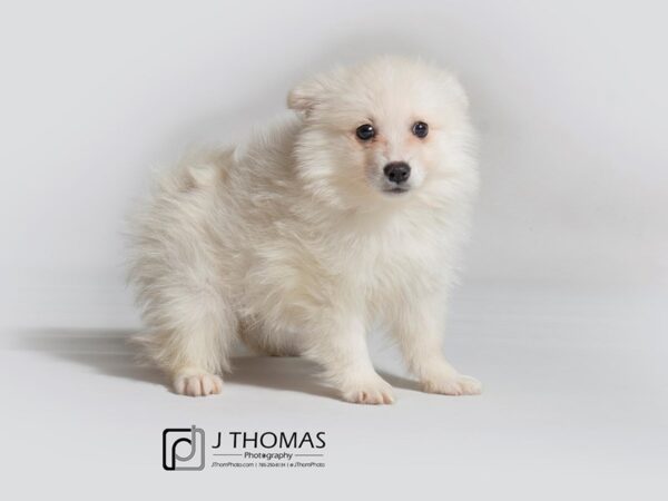 American Eskimo Dog-DOG-Female-White-18306-Petland Topeka, Kansas