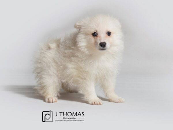 American Eskimo Dog DOG Female White 18306 Petland Topeka, Kansas