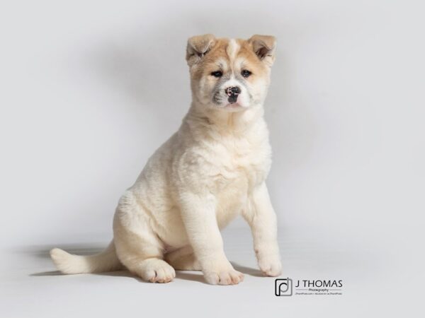 Akita DOG Female Brown / White 18305 Petland Topeka, Kansas