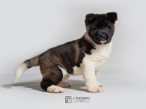 Akita-DOG-Male-Black / White-18304-Petland Topeka, Kansas