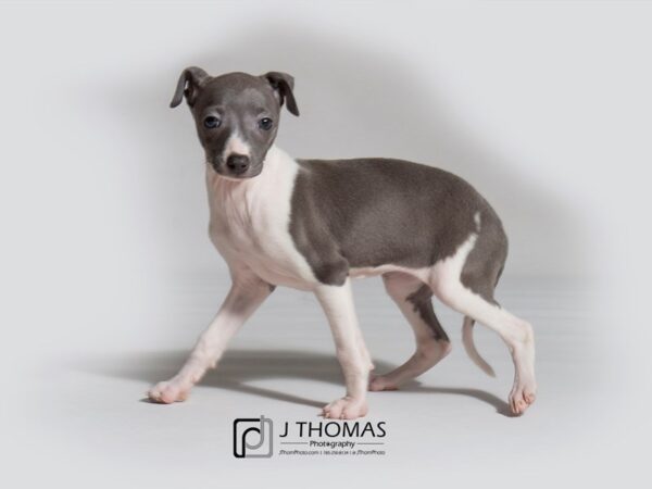 Italian Greyhound DOG Female Blue / White 18303 Petland Topeka, Kansas