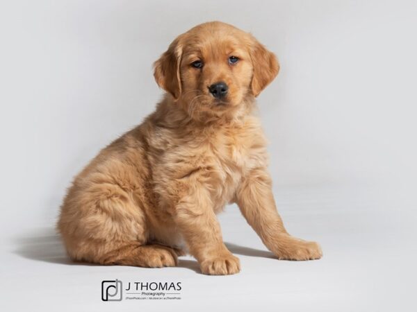 Golden Retriever DOG Female Golden 18302 Petland Topeka, Kansas