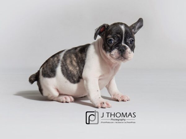 French Bulldog DOG Female Brindle 18301 Petland Topeka, Kansas