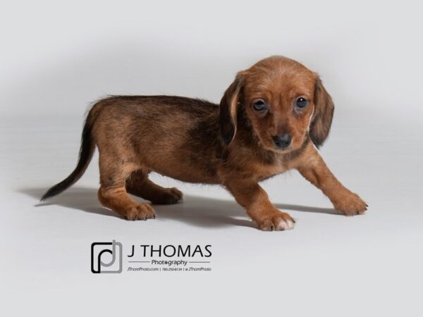 Dachshund DOG Female Wild Boar 18300 Petland Topeka, Kansas