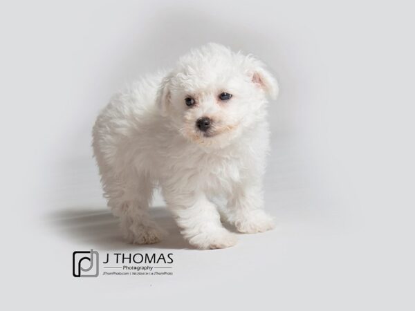 Bichon Frise DOG Female White 18298 Petland Topeka, Kansas