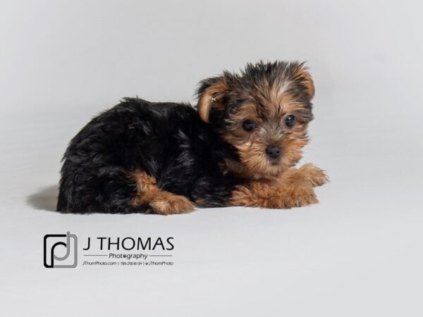 Yorkshire Terrier DOG Female Black / Tan 18295 Petland Topeka, Kansas